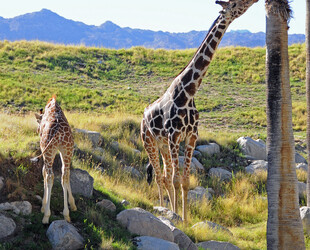 VISITING THE LIVING DESERT ZOO AND GARDENS